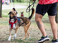 Adoptuj Warszawiaka  Wydarzenie promujące adopcję zwierząt. Organizator: Schronisko dla Bezdomnych Zwierząt "Na Paluchu". 18 sierpnia 2019, Park Raszyński w Raszynie. : park raszyński, adoptuj warszawiaka, na paluchu, schronisko dla zwierząt, centrum warszawy, raszyn